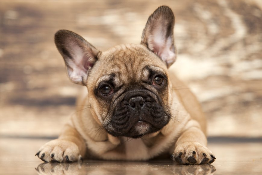 French Bulldogs: The Reigning Top Dog Breed in the United States