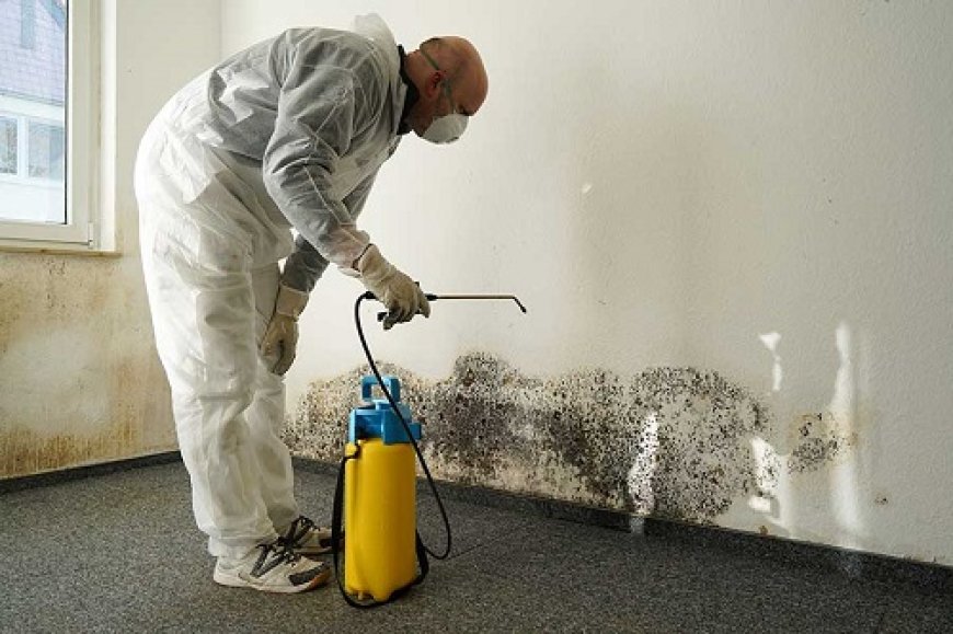 How to Get Rid of Mold Permanently: A Comprehensive Guide for Homeowners