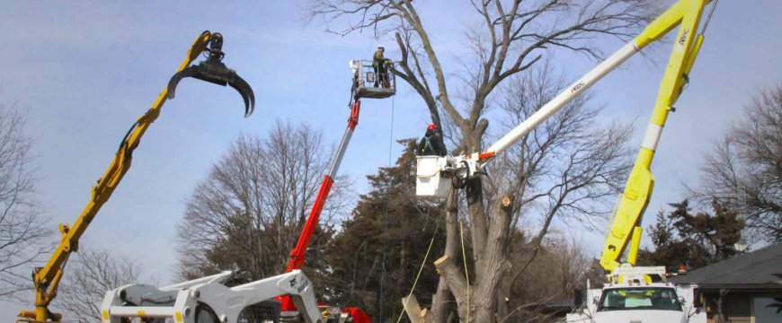 Tree Care Services Expands Offerings to Include Demolition Service in Sacramento