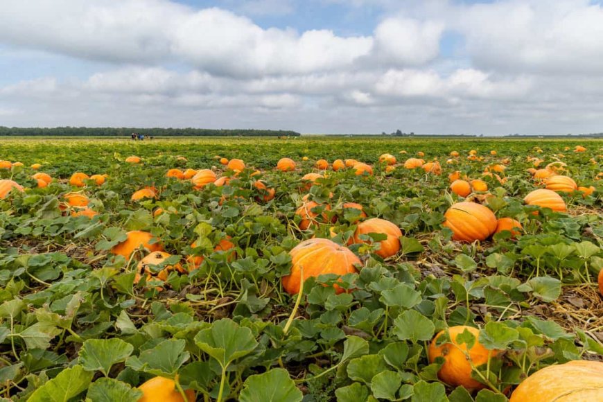 Pumpkin Farming in India-An Information Guide
