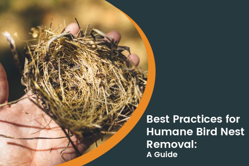 Dos and Don’ts of Bird Nest Removal: Everything You Need to Know About Humane Bird Control