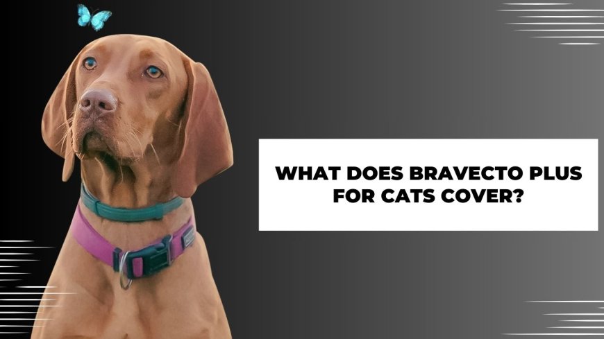 What Does Bravecto Plus for Cats Cover?