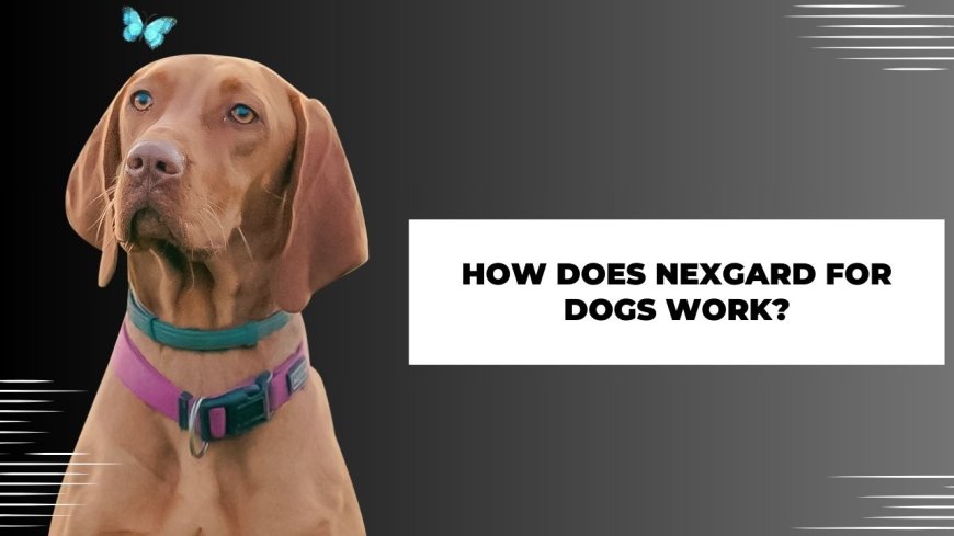 How Does Nexgard for Dogs Work?