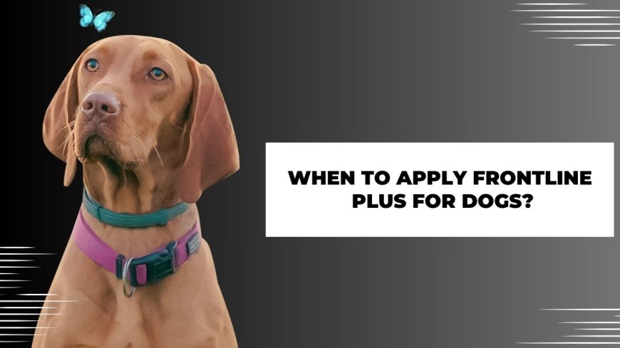 When to apply frontline plus for dogs?