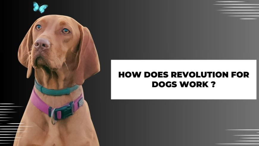 How Does Revolution for Dogs Work?