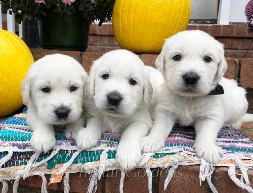 The Charm of Cream Golden Puppies for Sale in Nashville: Characteristics and Where to Find Them