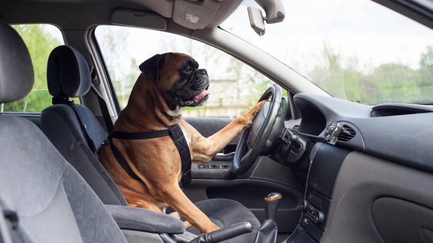 Different Types of Car Accessories for Dogs Every Pet Parent Must Own