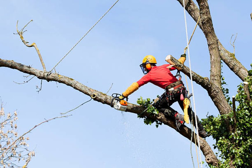 Why Tree Surgeons are Vital for Healthy Urban Forests?