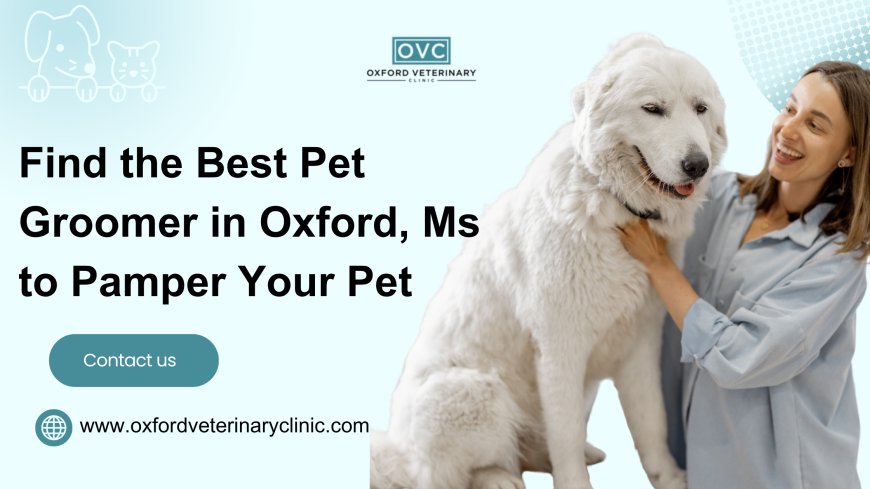 Find the Best Pet Groomer in Oxford, Ms to Pamper Your Pet