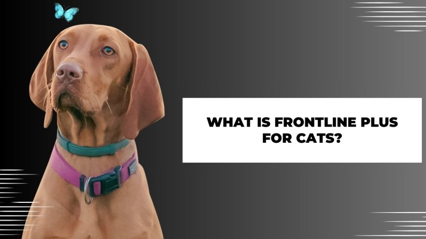 What is frontline plus for cats?