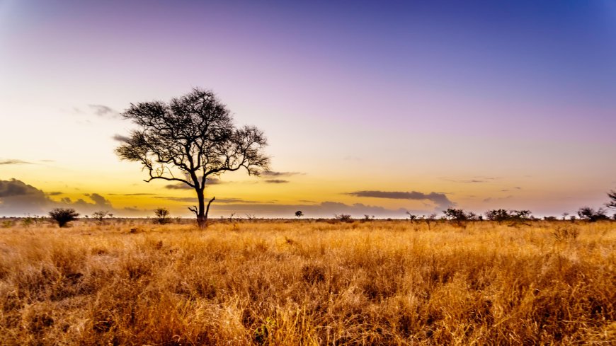 Experiencing Romance: An Unforgettable Africa Honeymoon Itinerary