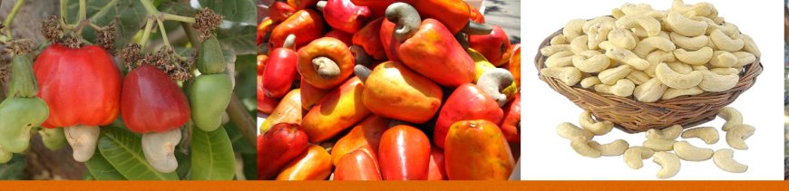 Cashew Farming in India: A Comprehensive Guide