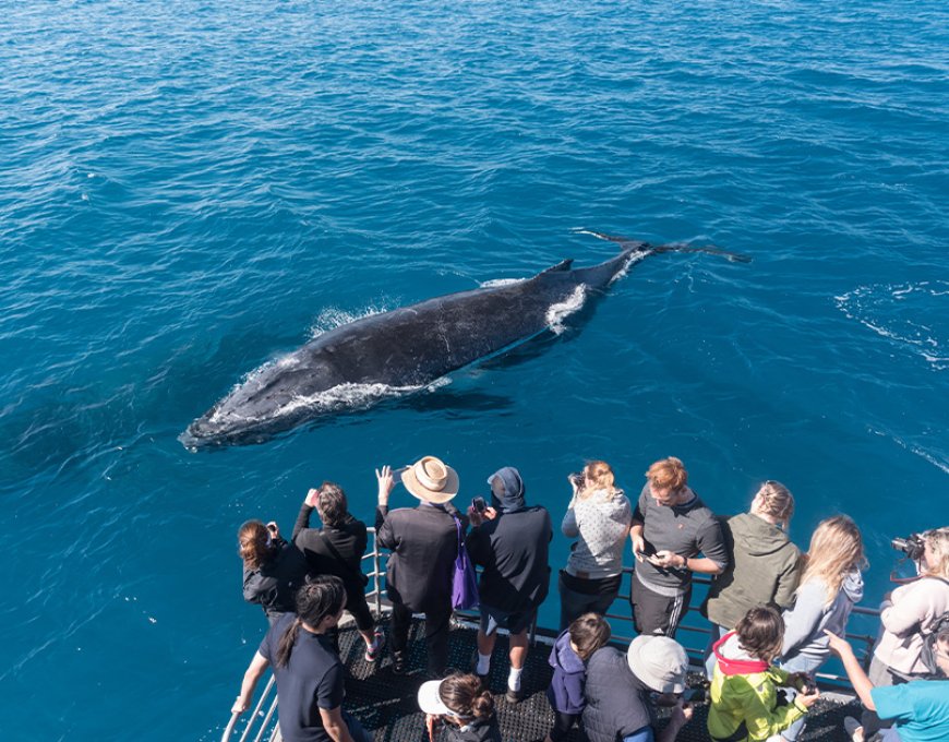 Sydney's Fin-tastic Whale Watching Adventures - Cruise, And What To Expect!
