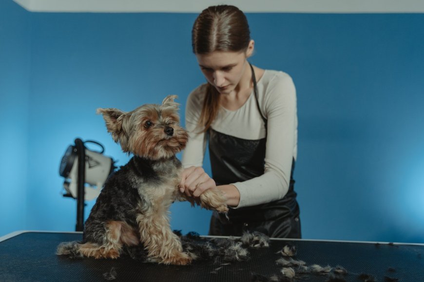 Shedding Solution & More: Dog Grooming Benefits for You and Your Pup