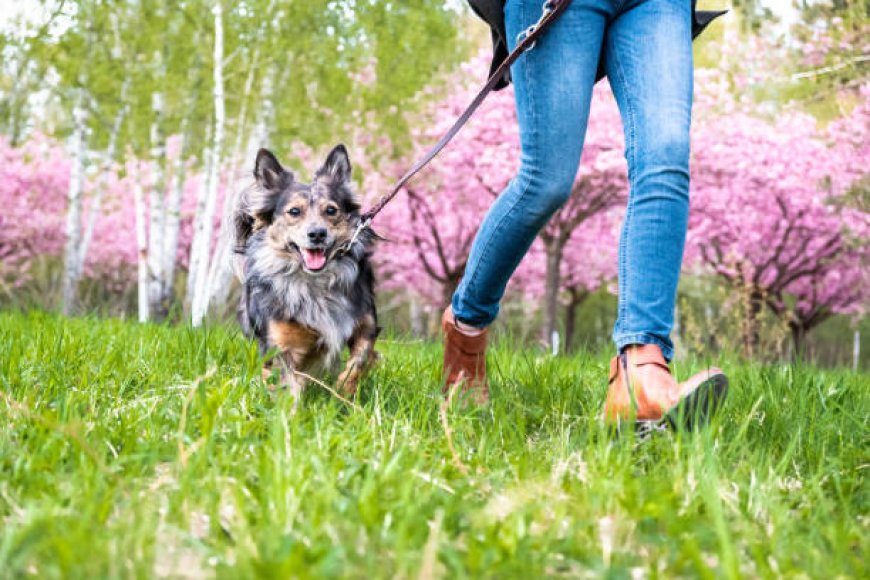 Stay Active with Your Pup: The Importance of Regular Dog Walking