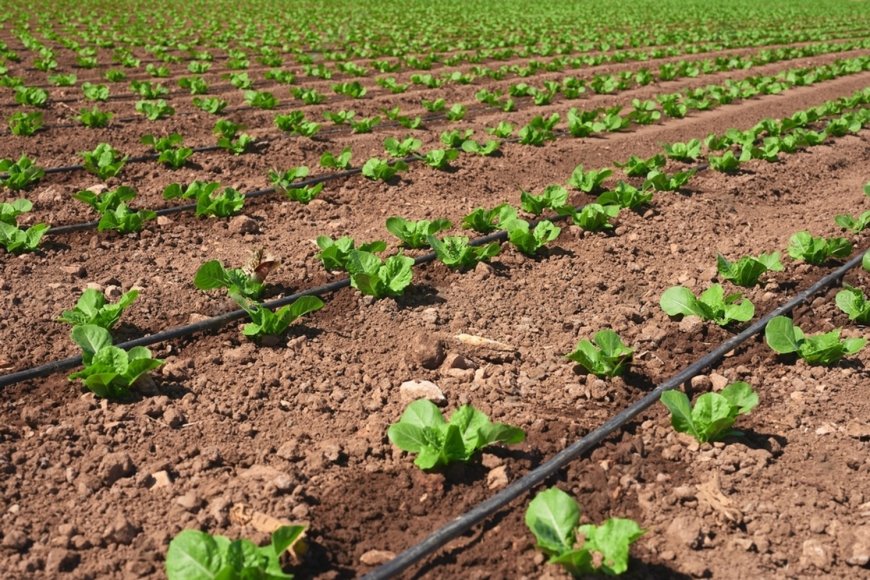 What Types of Crops Benefit Most from Micro Irrigation?