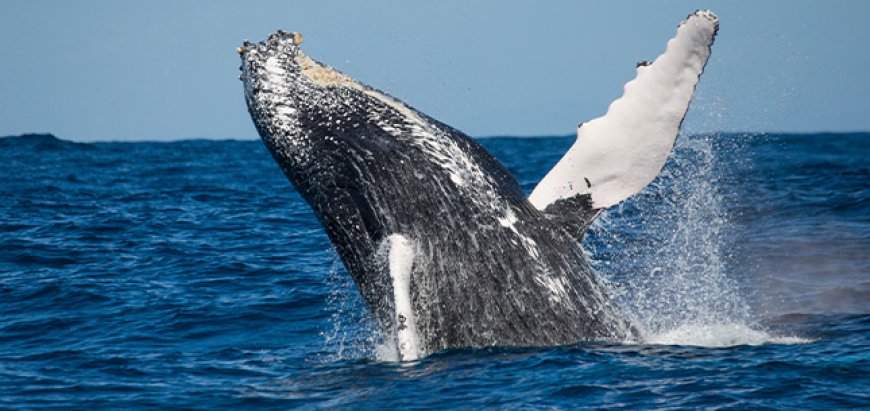 The Sea Calls For the Greatest Adventure - Brisbane Whale Watching Experience!