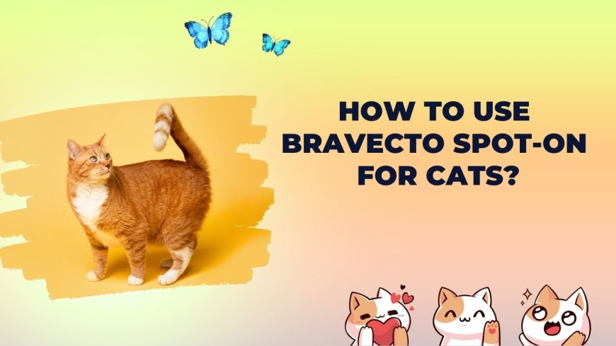 How to Use Bravecto Spot-On for Cats?