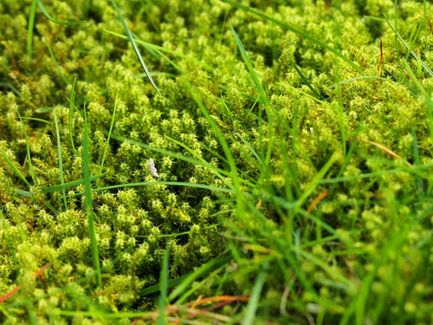 Lawn Moss Control: A Comprehensive Guide to a Healthier Lawn