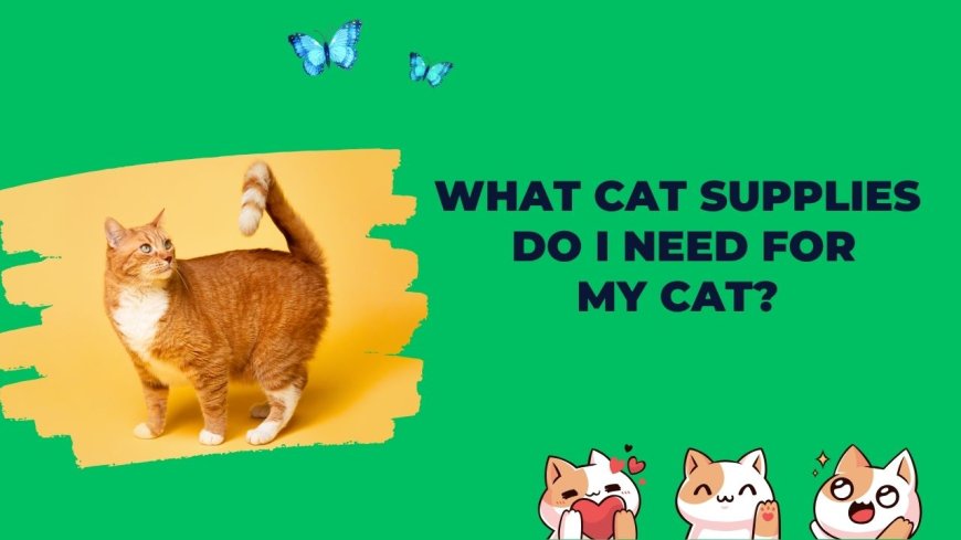 What Cat Supplies Do I Need for My Cat?