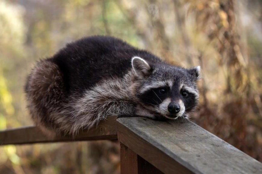 Protect Your Home in Houston: Effective Raccoon Removal Solutions