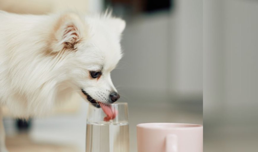 Exploring the Benefits of Drinking Water for Puppies