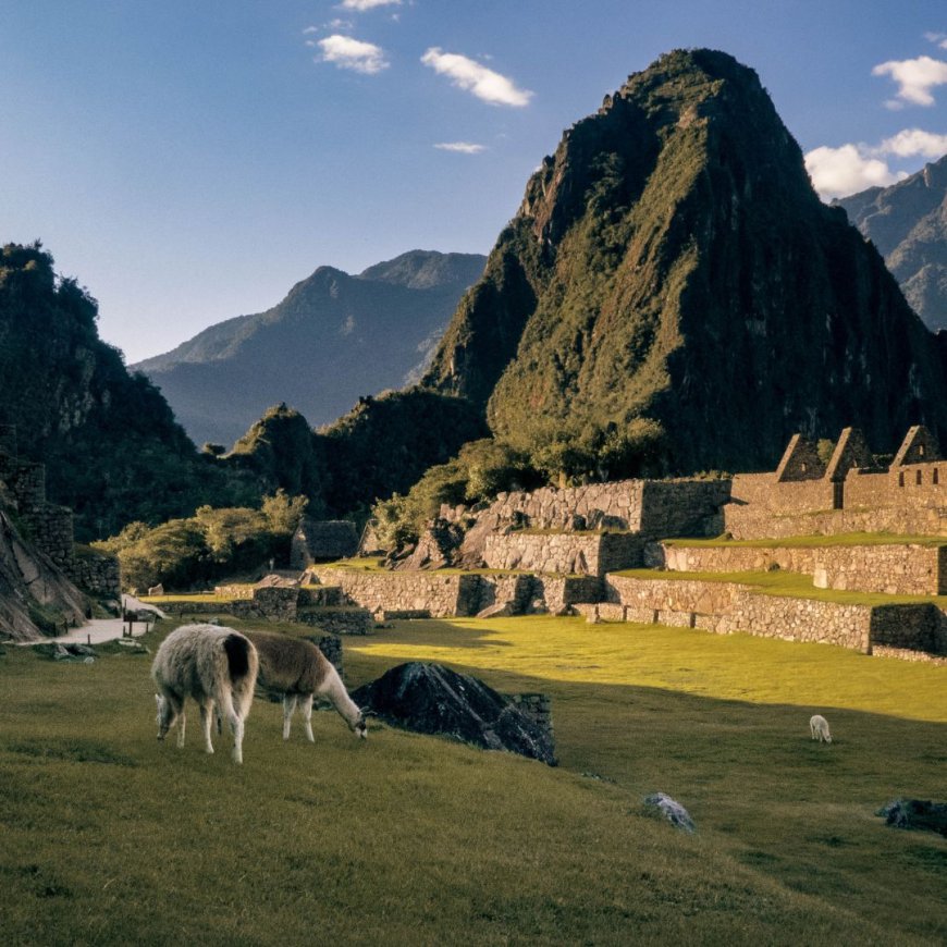 Exploring Machu Picchu's Wildlife: A Guide to Machu Picchu Day Tours