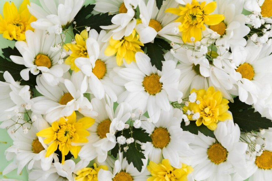 Understanding the Symbolism of Yellow and White Flowers: A Dive into Their Meanings and Significance
