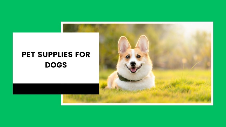 Pet Supplies for Dogs