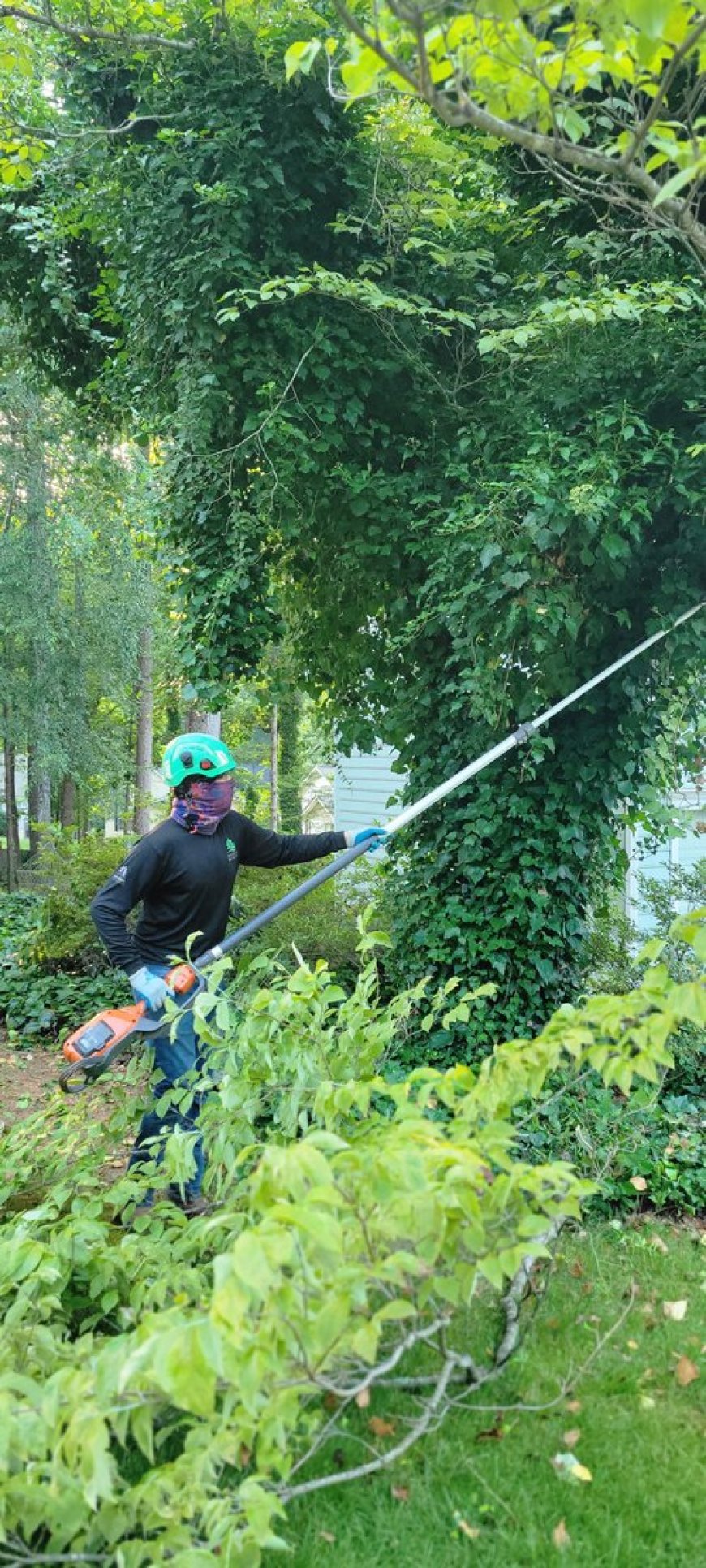 Expert North Carolina Tree Removal: Brothers Tree Service Ensures Safety and Satisfaction
