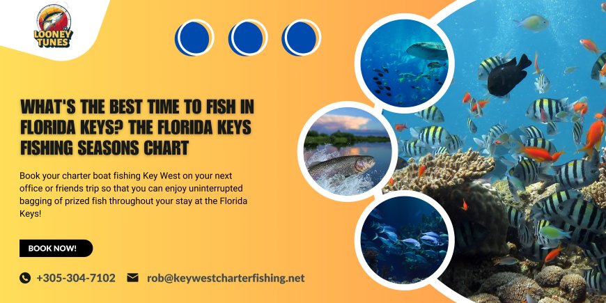 What's The Best Time To Fish in Florida Keys? The Florida Keys Fishing Seasons Chart