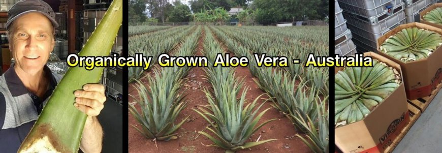 Top Health Benefits of Drinking Aloe Vera Juice