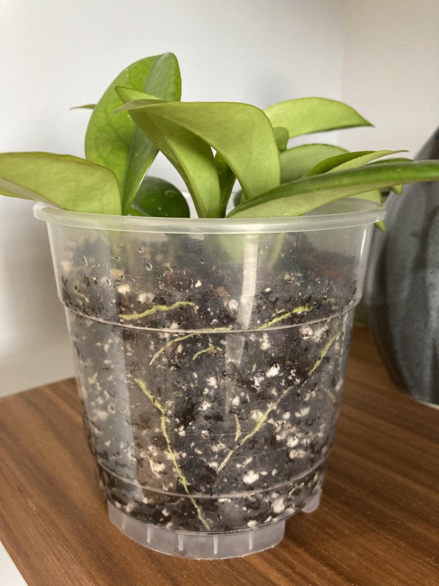 Choosing Clear Orchid Pots for Your Plants