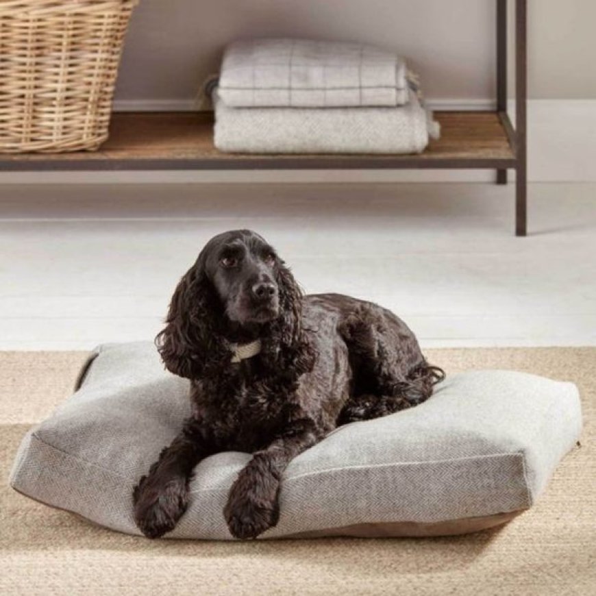 Exploring the Benefits of Water-Resistant Dog Beds: A Must-Have for Every Pet Owner