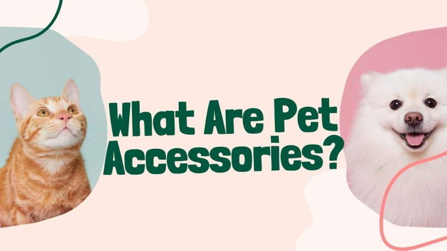 What Are Pet Accessories?