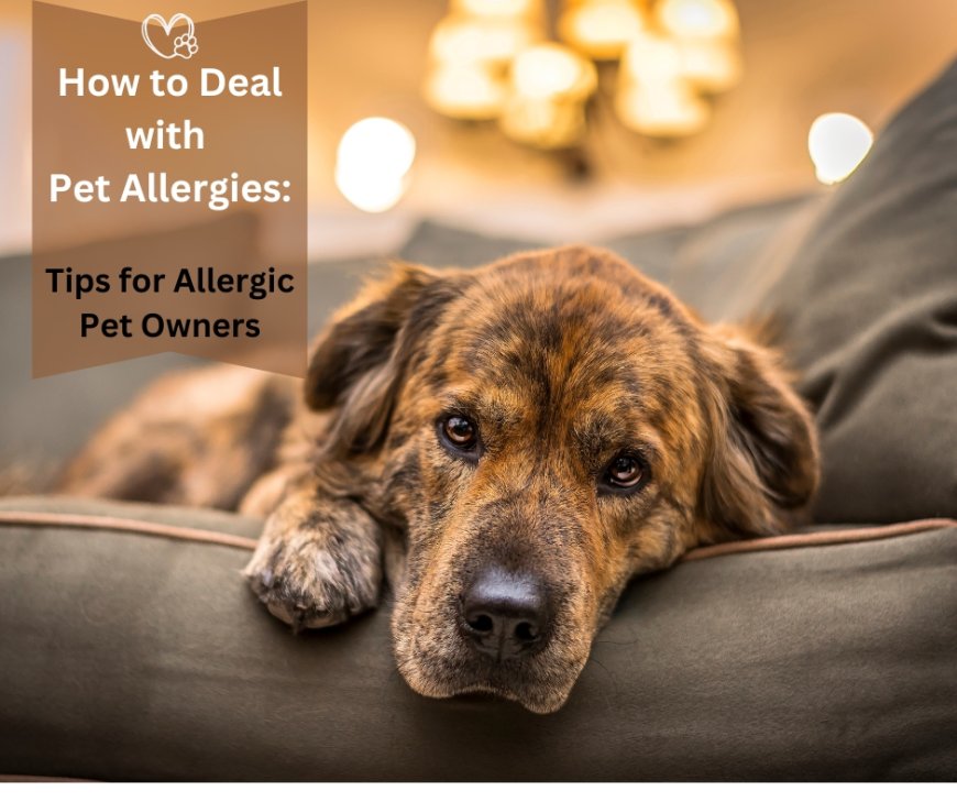 How to Deal with Pet Allergies: Tips for Allergic Pet Owners