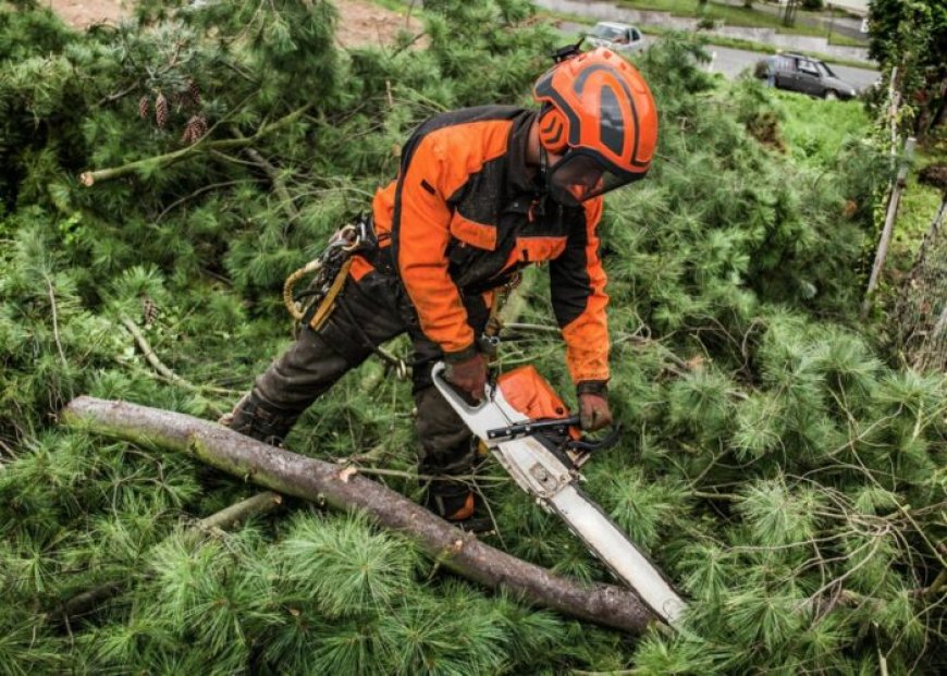 Emergency Tree Surgeons London