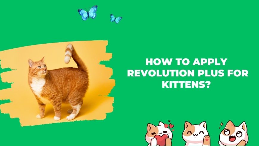 How to Apply Revolution Plus for Kittens