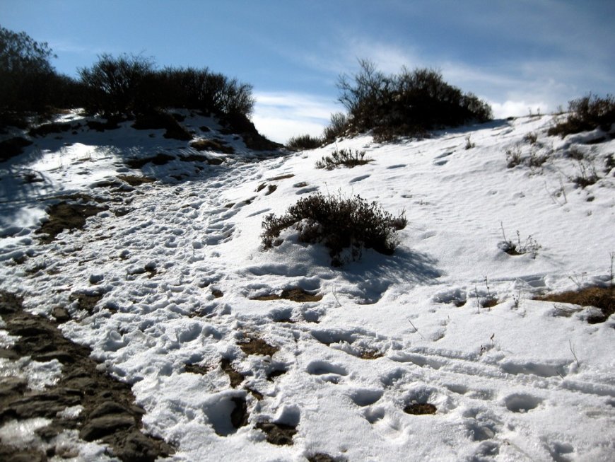 When the Journey Begins: Day One of Sandakphu Phalut Trek