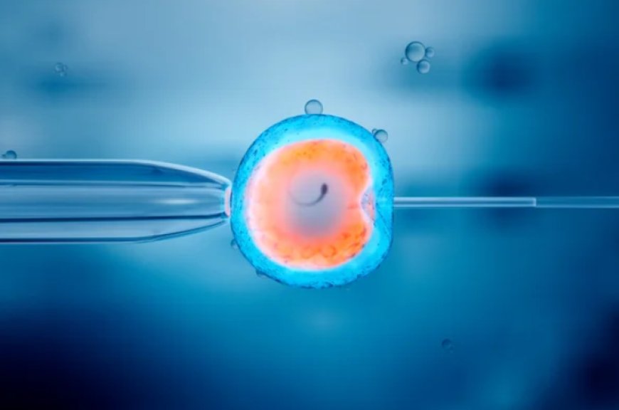 Understanding the IVF Process: A Step-by-Step Guide