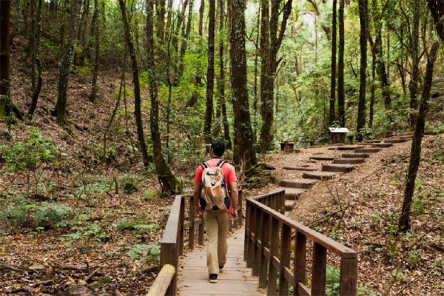 Paseos, rutas y caminos por el bosque: Sumérgete en la tranquilidad de los bosques y descubre su magia