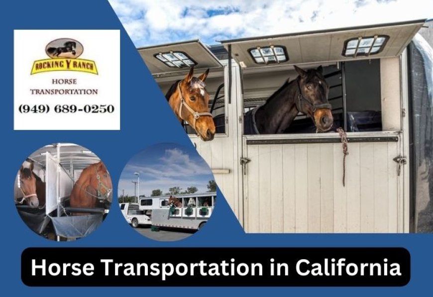 Horse Trucking Companies in California & Nationwide: Safe Transport at Affordable Rates