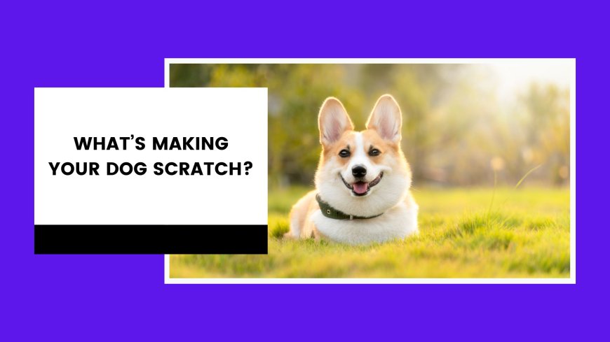 What’s Making Your Dog Scratch?