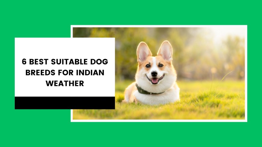 6 Best Suitable Dog Breeds for Indian Weather