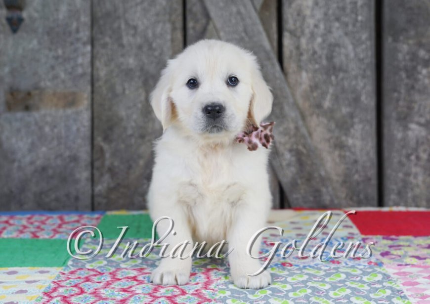 Discover Your Perfect Companion: Golden Retriever Puppies in Indiana