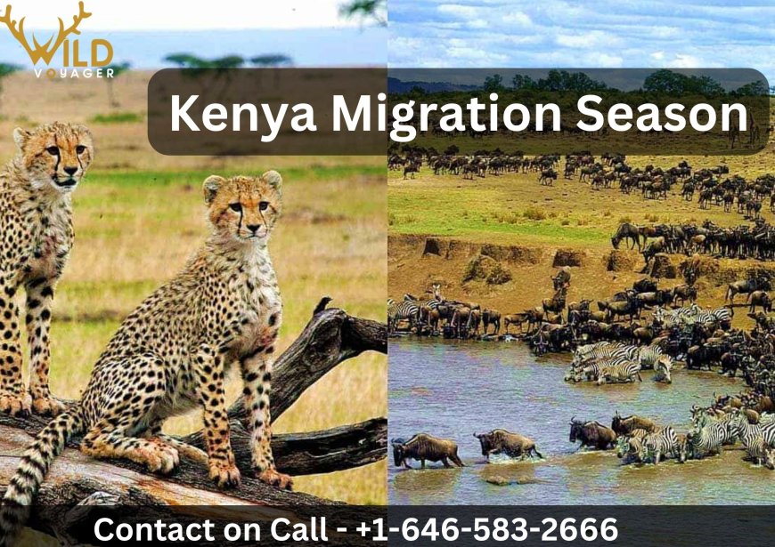 Your Guide to Kenya's Epic Migration Season |  WildVoyager