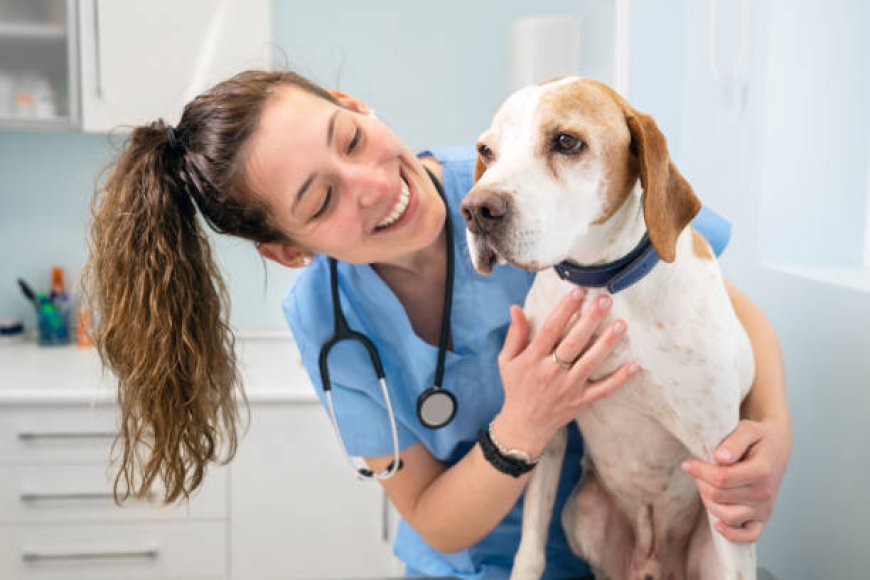 Vet Clinic Winnipeg: A Place to Find Quality Care