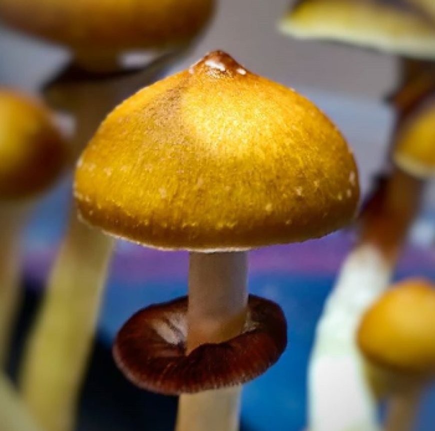 Elevate Your Cultivation: Unlocking Optimal Results with Premium Mushroom Spores