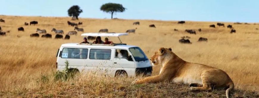 Tanzania Safari Tours: The Ultimate Adventure