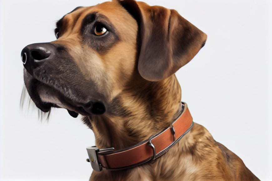 Ensuring Safety and Comfort with Our Range of Dog Muzzles and Prong Collar Covers